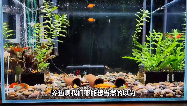 出差回家发现一缸鱼没剩几条，我养的鱼去哪儿了？