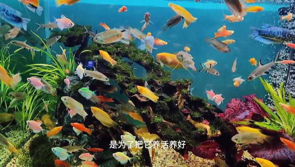 这么养下去迟早团灭，这养鱼密度，我实在不敢恭维，胆子大呀