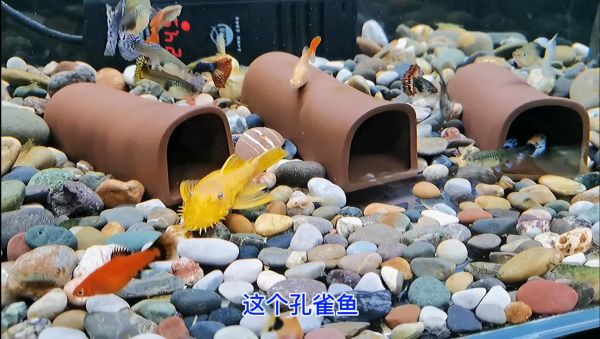 鱼食在石头缝里，孔雀鱼能不能吃到？根本难不倒它们