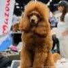 2026年波兰沙华宠物用品展览会<br>Zoological Fair 2026 - 图片 6