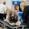 2026年波兰沙华宠物用品展览会<br>Zoological Fair 2026 - 图片 4