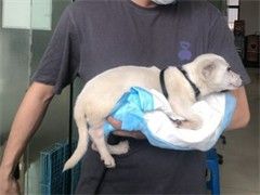 兽医资格证出租