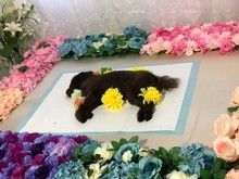 重庆宠物火化 猫咪火化 狗狗火化 宠物火化电话 价格透明