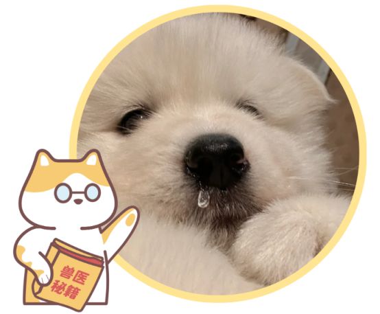 狗狗一直快速喘气怎么办？