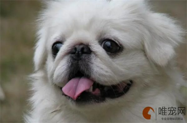 狗狗不停的喘粗气怎么办 如何护理鼻腔