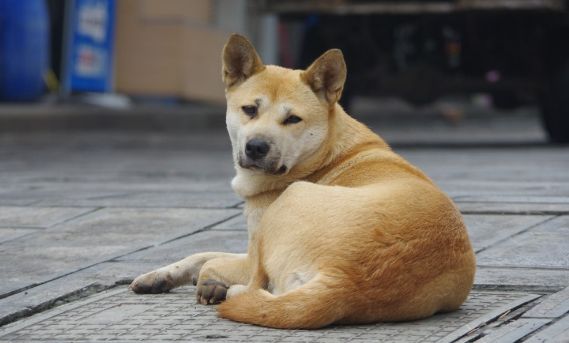 现在宠物狗能带上高速吗？要注意什么呢？