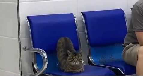 猫咪流浪到宠物医院，耍赖卖萌，院方一激动给它做了绝育！