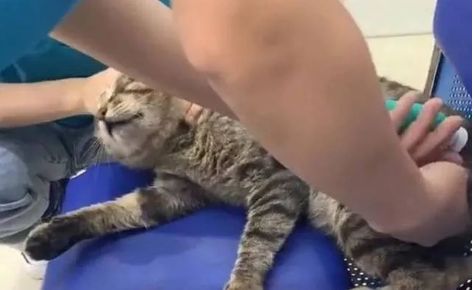 猫咪流浪到宠物医院，耍赖卖萌，院方一激动给它做了绝育！
