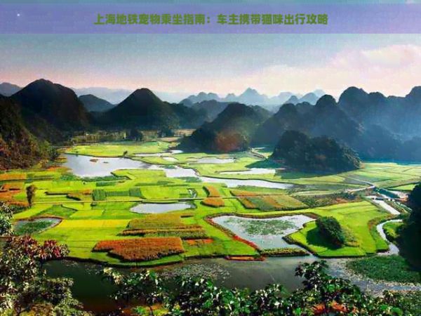 上海地铁宠物乘坐指南：车主携带猫咪出行攻略