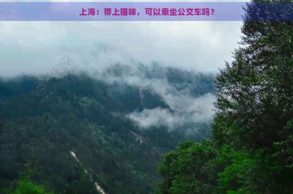 上海：带上猫咪，可以乘坐公交车吗？