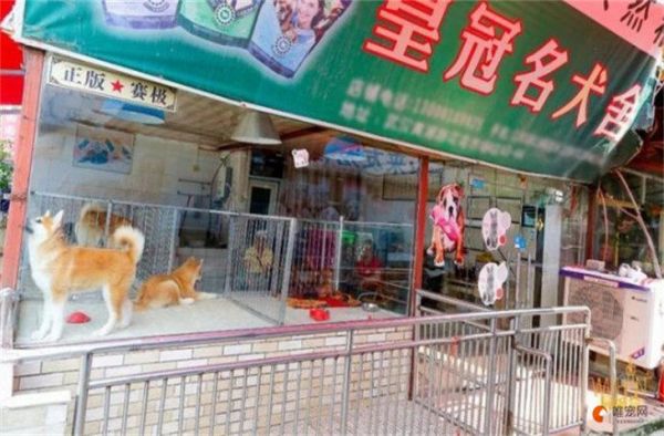 邯郸市最大的宠物市场在哪里
