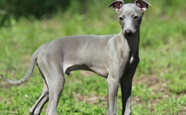 什么小型犬聪明不爱叫呢