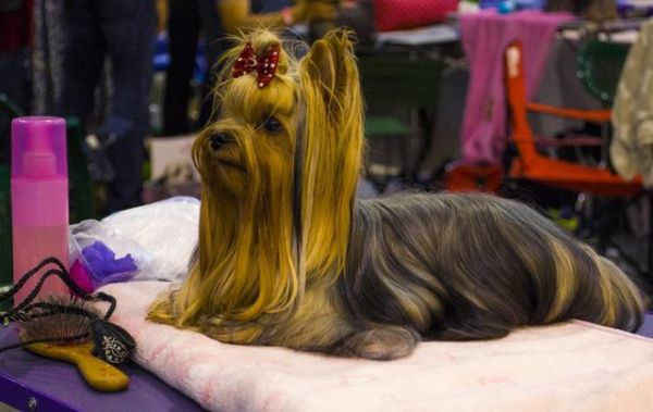 这6种不爱叫的“小型犬”，不仅话少还吃得少，你不想养一只吗？