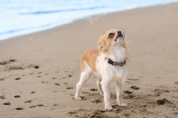 这6种不爱叫的“小型犬”，不仅话少还吃得少，你不想养一只吗？