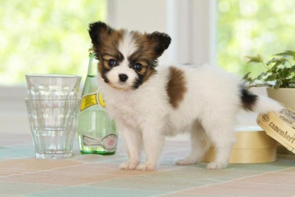 这6种不爱叫的“小型犬”，不仅话少还吃得少，你不想养一只吗？