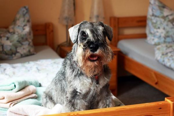 这6种不爱叫的“小型犬”，不仅话少还吃得少，你不想养一只吗？
