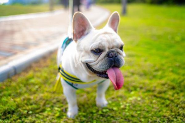 这6种不爱叫的“小型犬”，不仅话少还吃得少，你不想养一只吗？