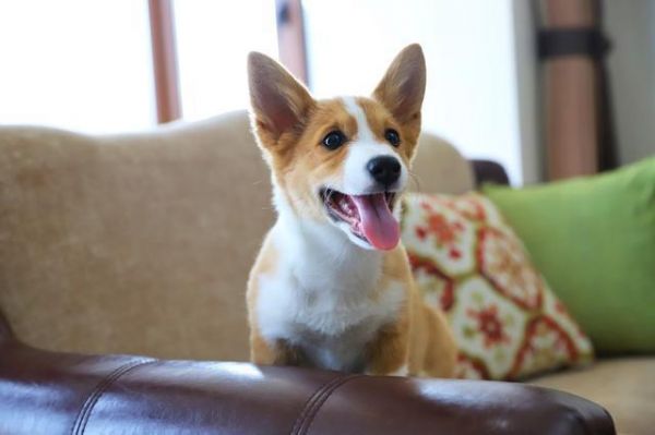 这6种不爱叫的“小型犬”，不仅话少还吃得少，你不想养一只吗？