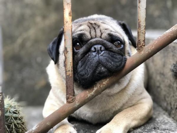 这6种不爱叫的“小型犬”，不仅话少还吃得少，你不想养一只吗？