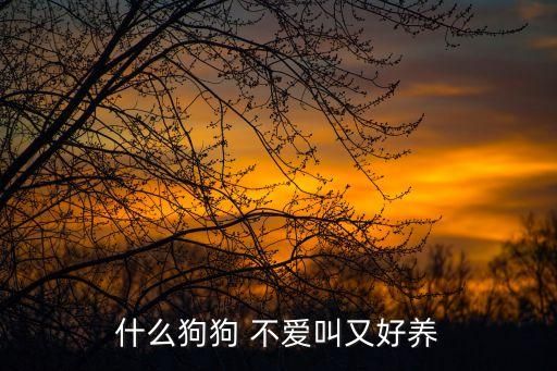 什么狗狗 不爱叫又好养