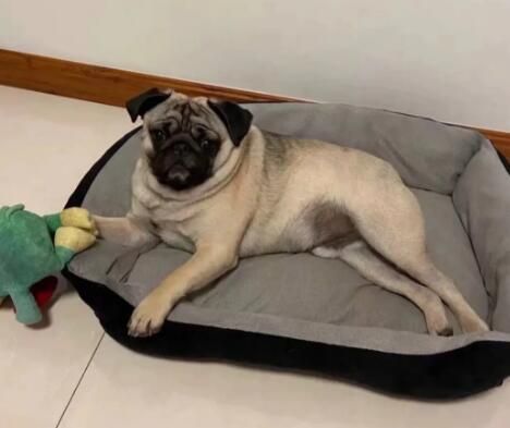 巴哥犬为什么不会叫？原因很简单