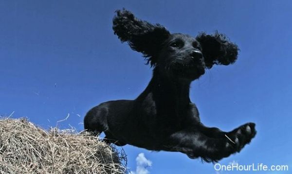pets4