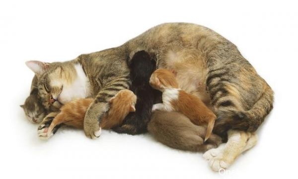 pets3