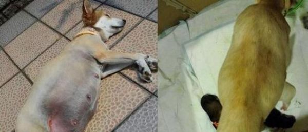 爱犬去世后主人不再养宠物，却救回怀孕流浪狗，网友：太暖心啦！