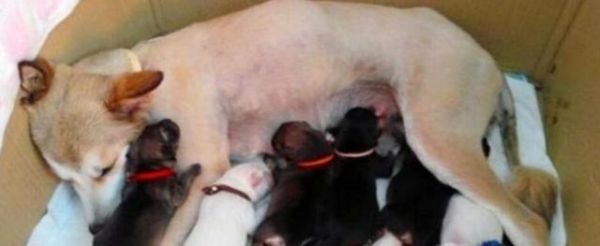 爱犬去世后主人不再养宠物，却救回怀孕流浪狗，网友：太暖心啦！