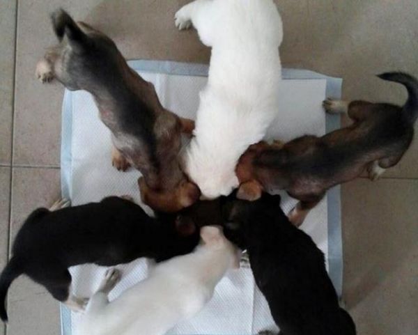 爱犬去世后主人不再养宠物，却救回怀孕流浪狗，网友：太暖心啦！