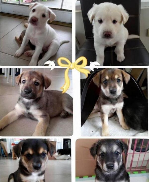 爱犬去世后主人不再养宠物，却救回怀孕流浪狗，网友：太暖心啦！