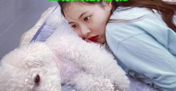 允儿的宠物，IU宠物，Lisa宠物，看到泫雅宠物：挺可爱！