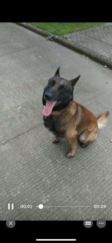 爱犬出售昆明犬