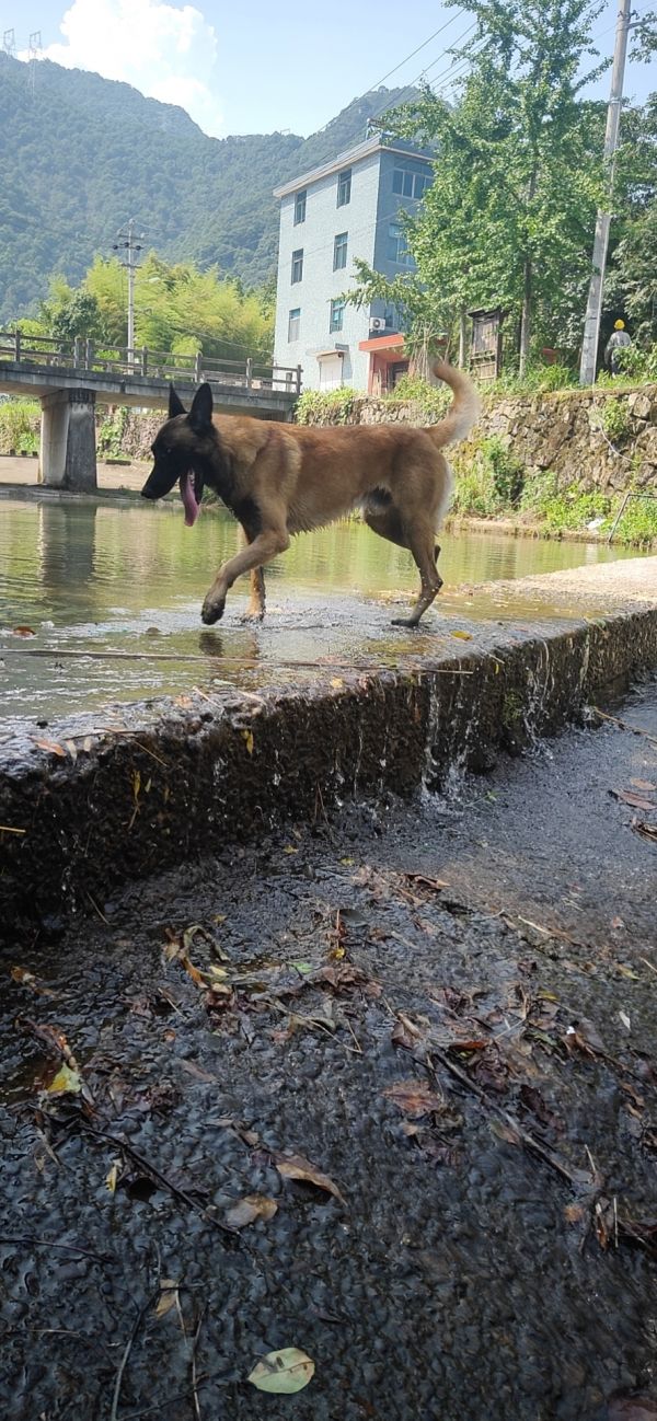 马犬出售