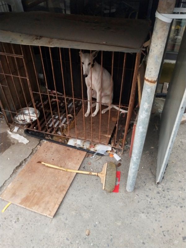 格力犬