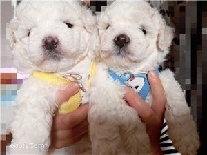 自己家生的比熊