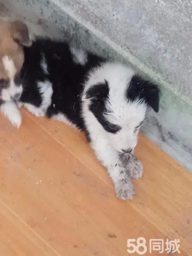 1个月的边境牧羊犬1500元（公母均有）