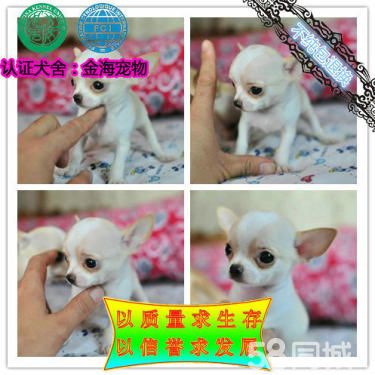 茶杯犬、墨西哥吉娃娃、鲨鱼嘴、苹果头、带证书签合同