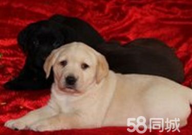 纯种拉布拉多公母幼犬品质高,血统纯健康