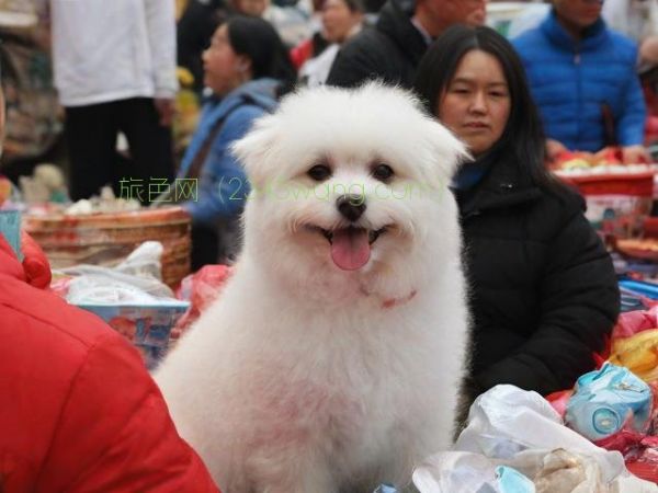沈阳的宠物市场在哪啊最近(沈阳市内宠物市场)