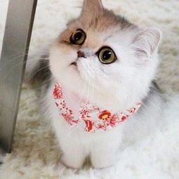沈阳宠物猫：如何选择适合自己的宠物猫品种？沈阳市宠物猫品种排行榜