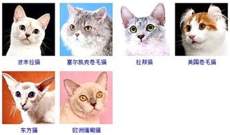 沈阳宠物猫：如何选择适合自己的宠物猫品种？沈阳市宠物猫品种排行榜