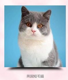 沈阳宠物猫：如何选择适合自己的宠物猫品种？沈阳市宠物猫品种排行榜