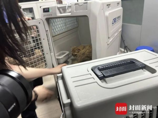 托运人将猫咪放到箱里。 曹菲 摄