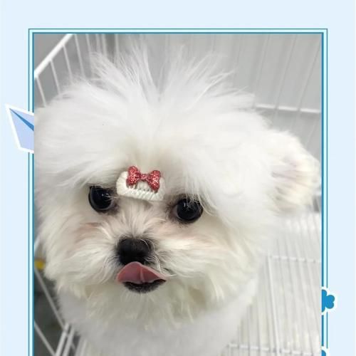 养一只比熊犬的花销有多少？（分析比熊犬饲养的费用及相关方面的花销）