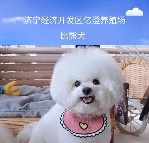 养一只比熊犬的花销有多少？（分析比熊犬饲养的费用及相关方面的花销）