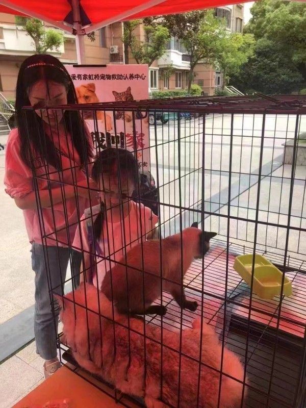 上海流浪猫狗救助站夏日救助流浪奶猫奶狗