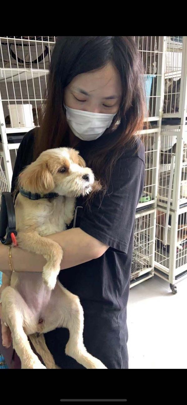 上海流浪狗猫救助最佳打开方式：各个地区领养救助地址