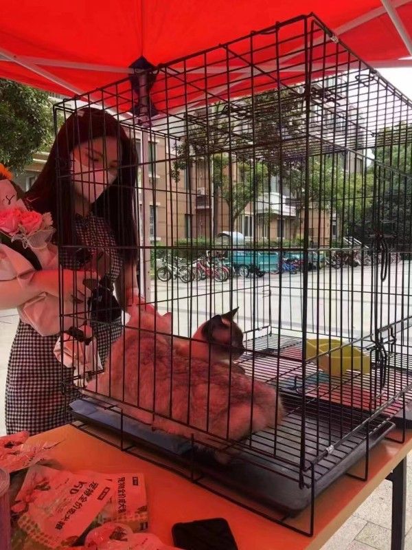 在上海宠物救助站地址分布 服务热线