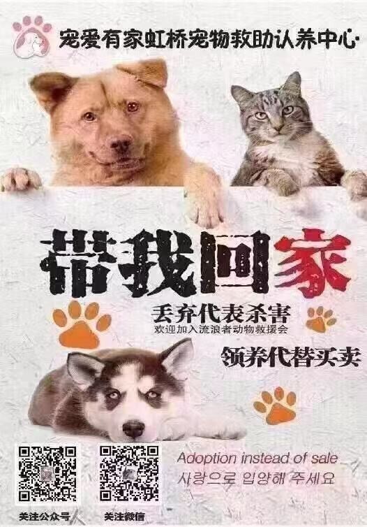 联系上海宠物救助站
